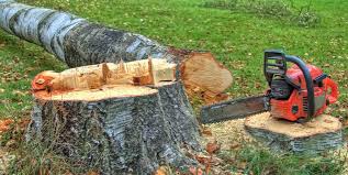 Best Tree Mulching  in Alta Sierra, CA
