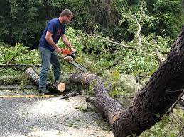 How Our Tree Care Process Works  in  Alta Sierra, CA