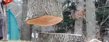 Best Tree Maintenance Programs  in Alta Sierra, CA