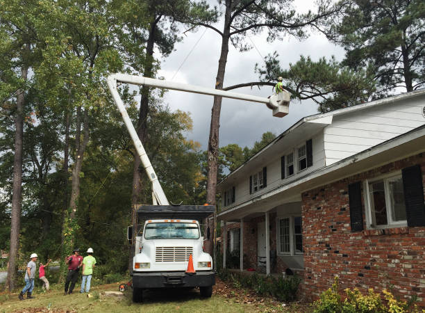 Best Arborist Consultation Services  in Alta Sierra, CA