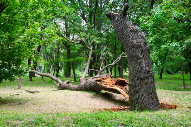 Alta Sierra, CA Tree Care Company