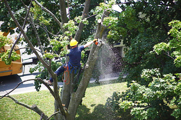 Reliable Alta Sierra, CA Tree Care Solutions