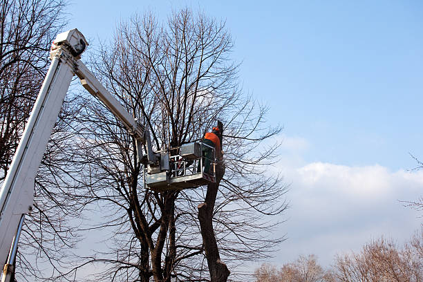 Best Tree Cabling and Bracing  in Alta Sierra, CA
