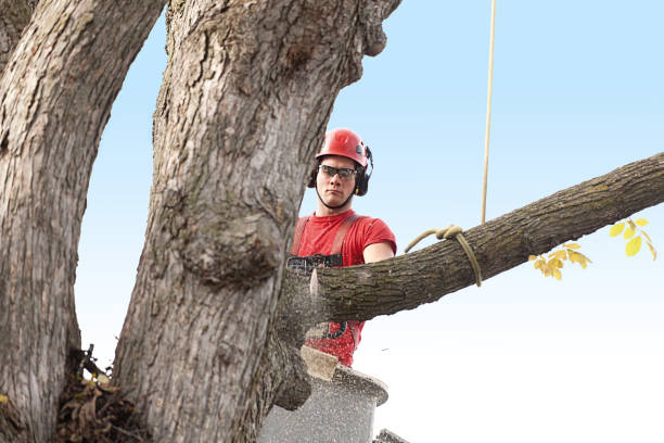 Best Root Management and Removal  in Alta Sierra, CA