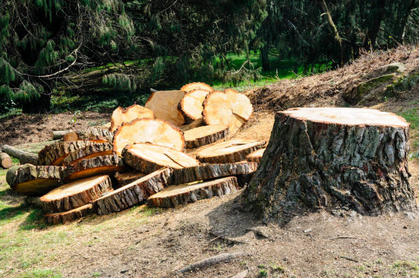 How Our Tree Care Process Works  in  Alta Sierra, CA